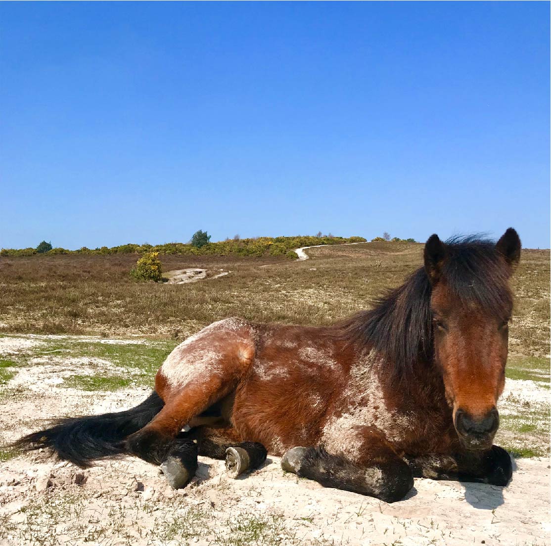 New Forest Pony Lying Down